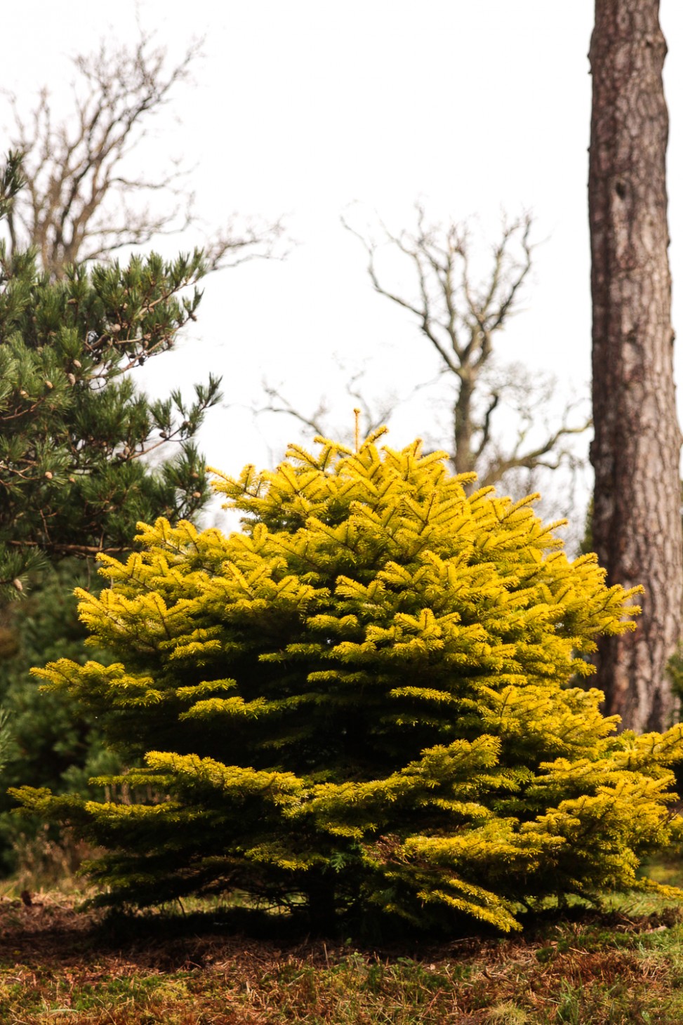 freely-10287-preview